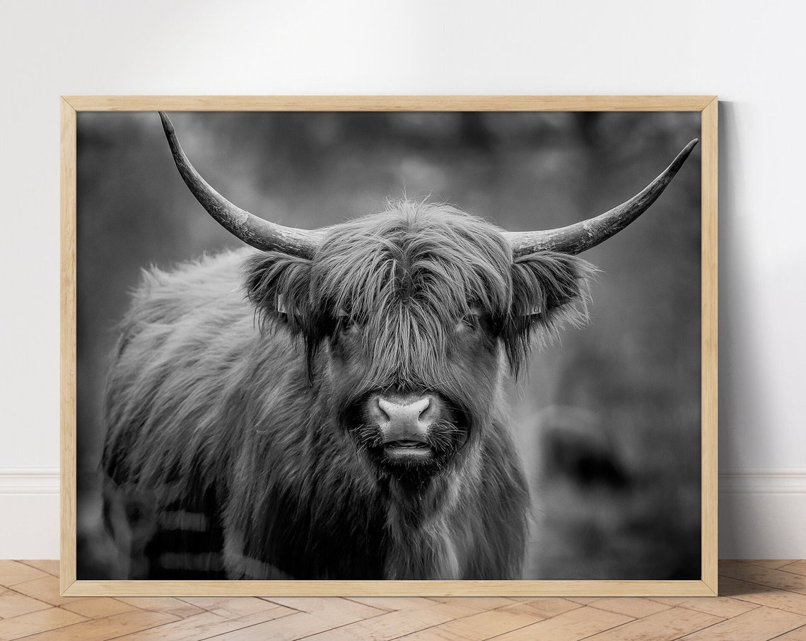 Highland Cow Close Up Portrait Black and White Farm Wall Art