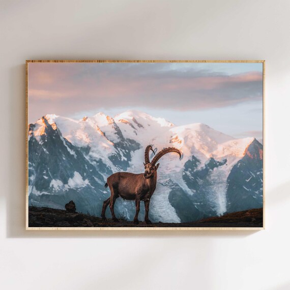 Ibex At Sunrise In Chamonix French Alps France Nature Photography Wall Art Print Modern Home Decor Housewarming Gift For New Home