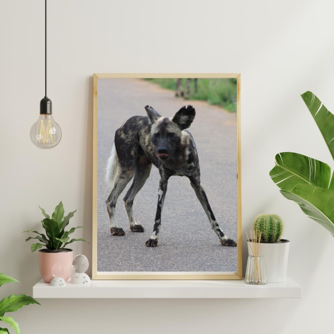 African Wild Dog Standing On A Safari Road Looking At Camera Poster - Image 4