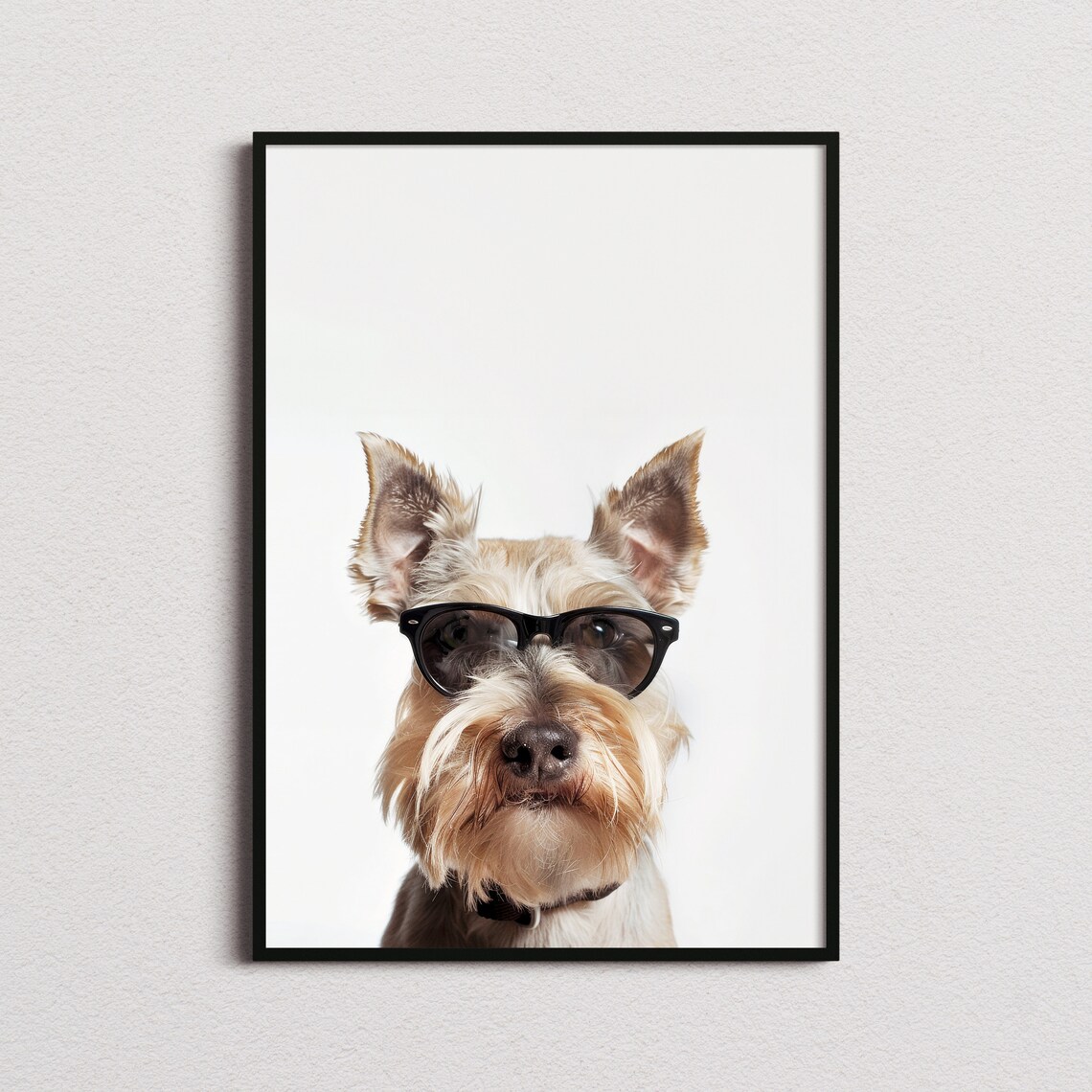 Schnauzer Dog in Cool Sunglasses White Background Portrait Poster