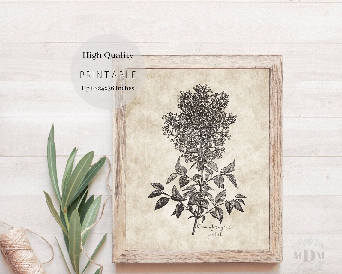 Vintage Lilac Botanical Illustration Bloom Where Youre Planted Wall Art - Image 3