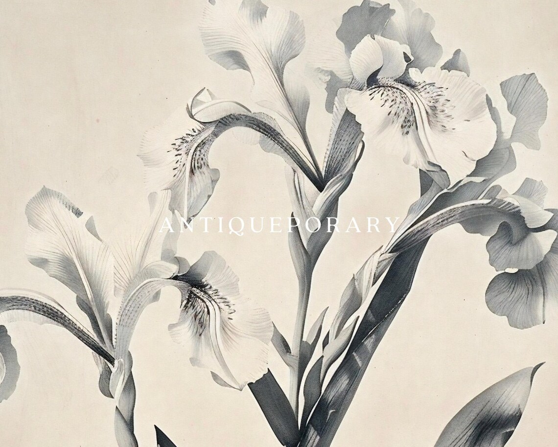 Vintage Botanical Lily Illustration Monochrome Antique Poster - Image 3