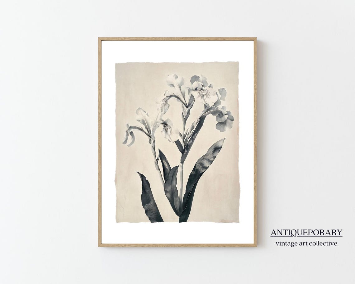 Vintage Botanical Lily Illustration Monochrome Antique Poster
