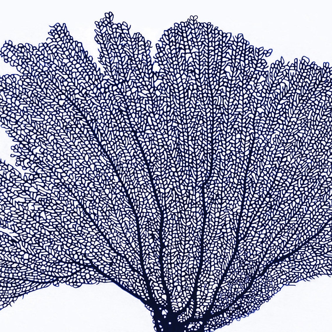 Sea Coral - Nautical Wall Art - Image 2