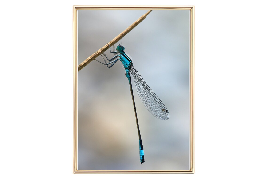 Din A4 Art Print Without Frame Blue Dragonfly Dragonfly Photo Art Nature Print Poster Image - Image 2