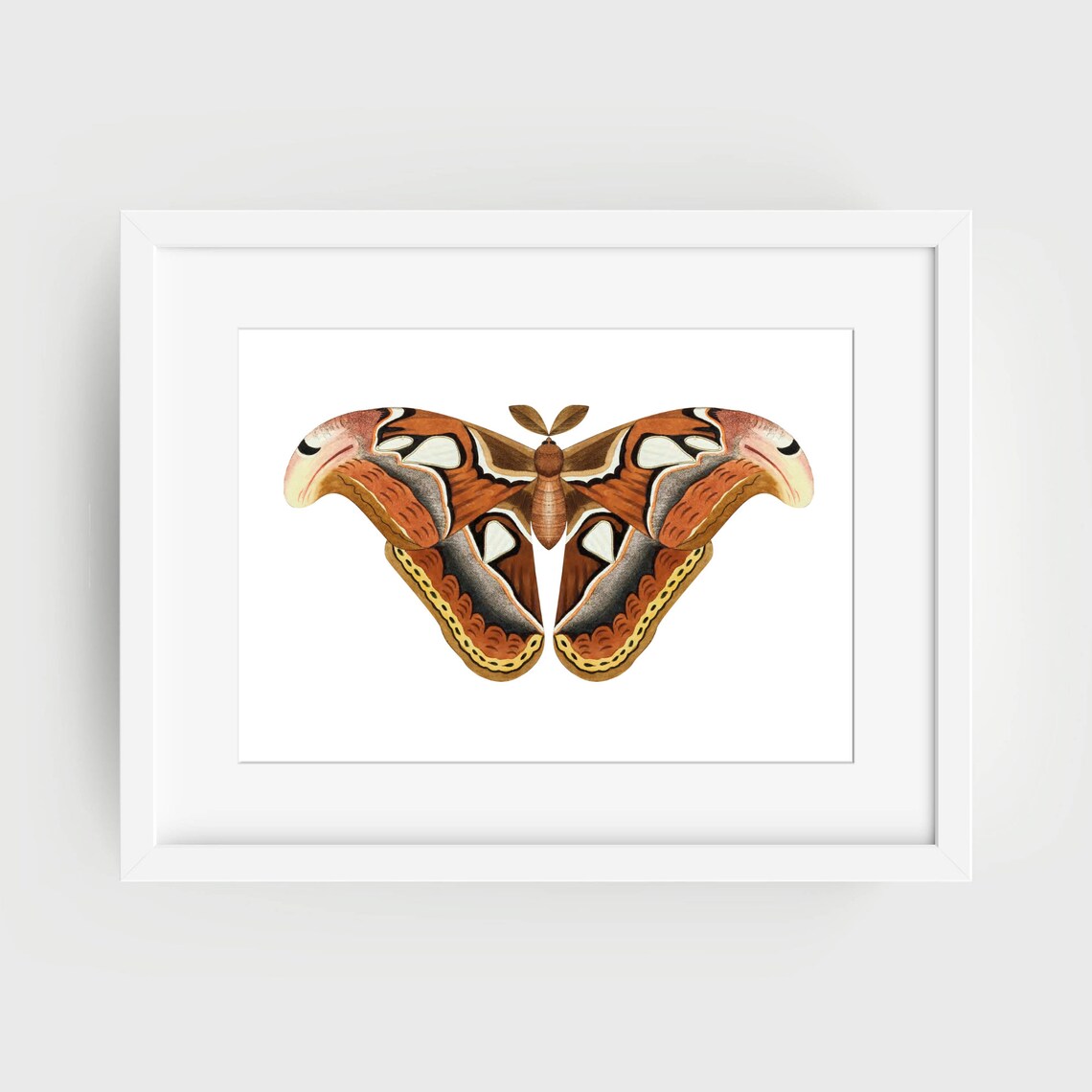 Atlas Moth Brown and Orange Wings Vintage Entomology Art Poster - Image 2
