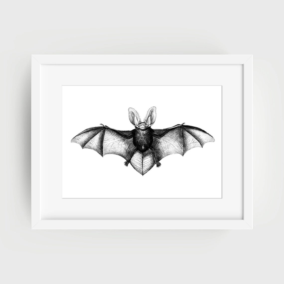 Long Eared Bat Vintage Natural History Scientific Engraving Art Poster - Image 3