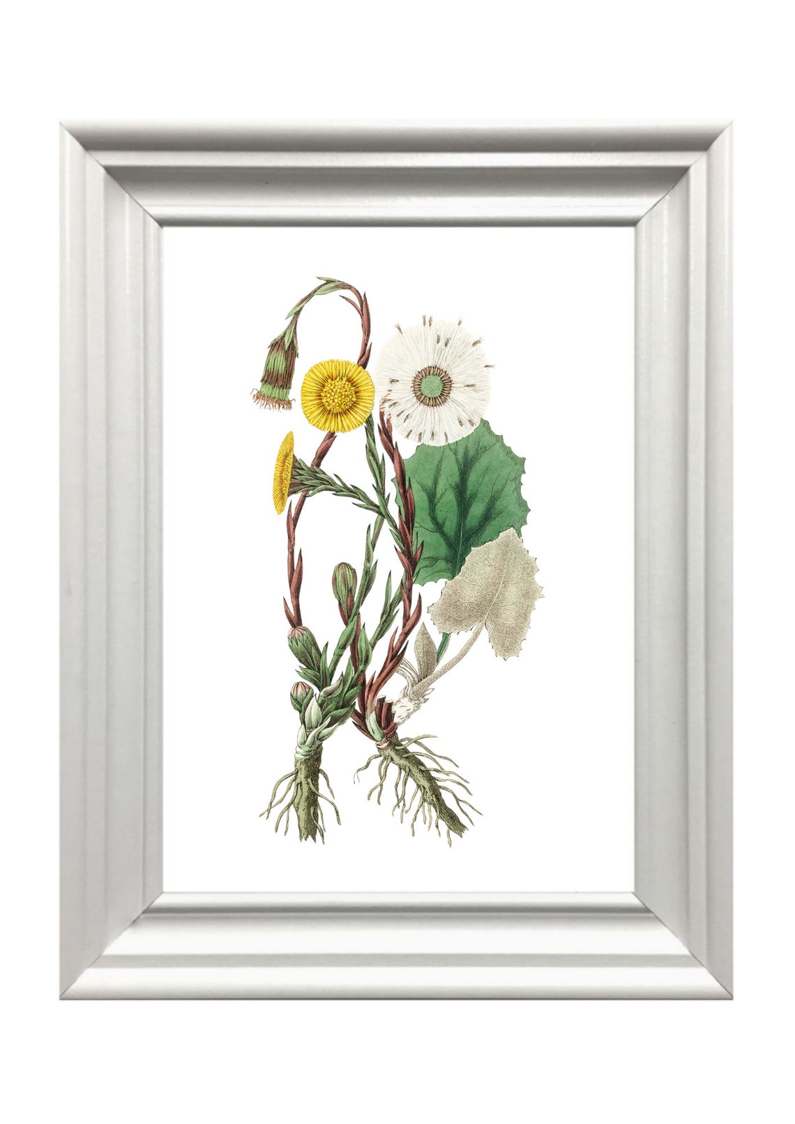 Vintage Coltsfoot Botanical Illustration Yellow Flower Roots Poster - Image 2