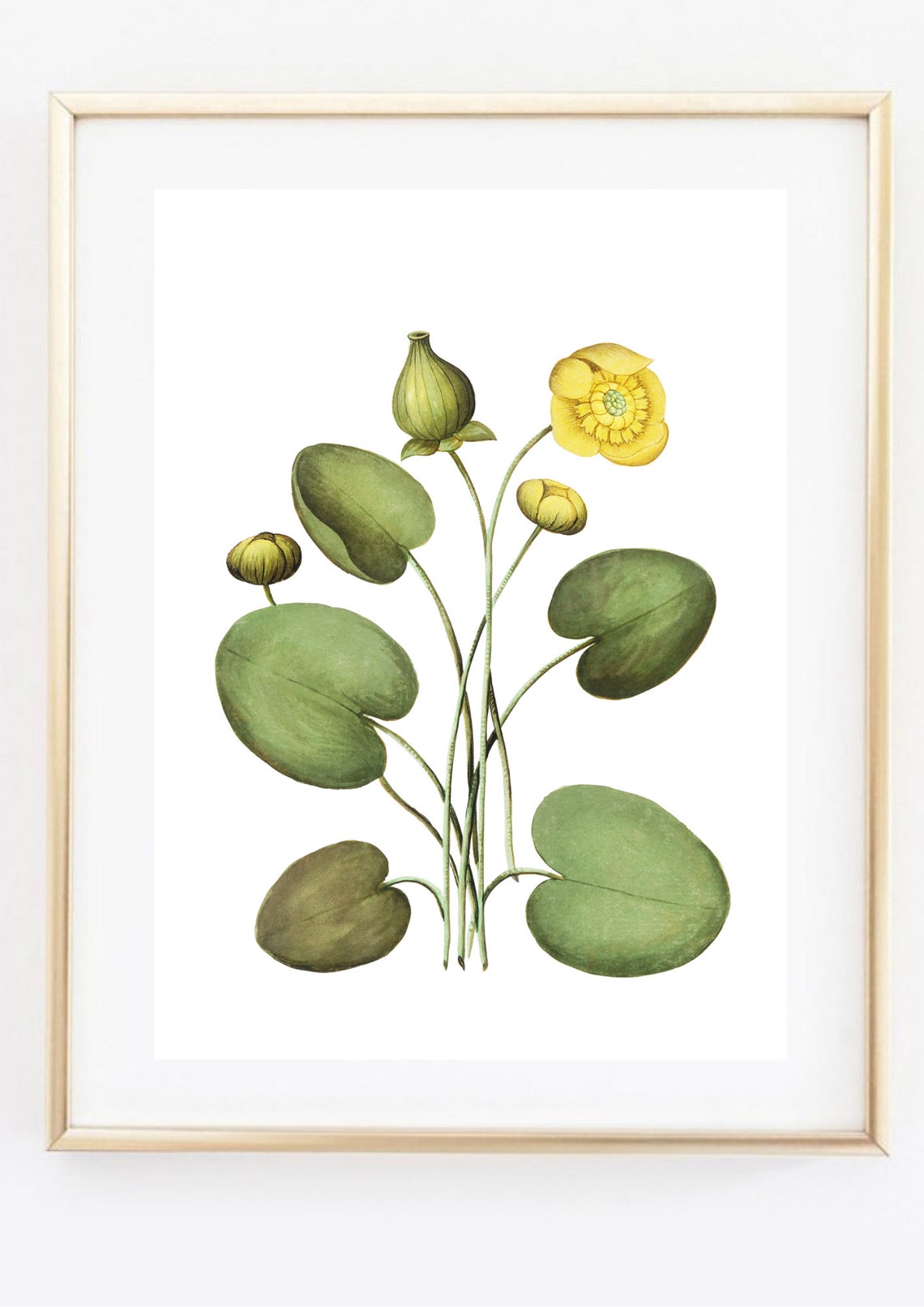 Yellow Marsh Marigold Vintage Botanical Flower Illustration Print - Image 2