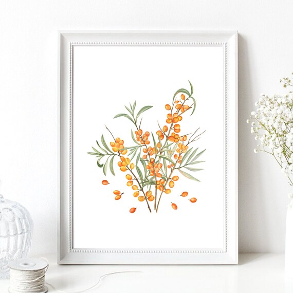 Sea Buckthorn Orange Berries Watercolor Botanical Branch Gift Poster