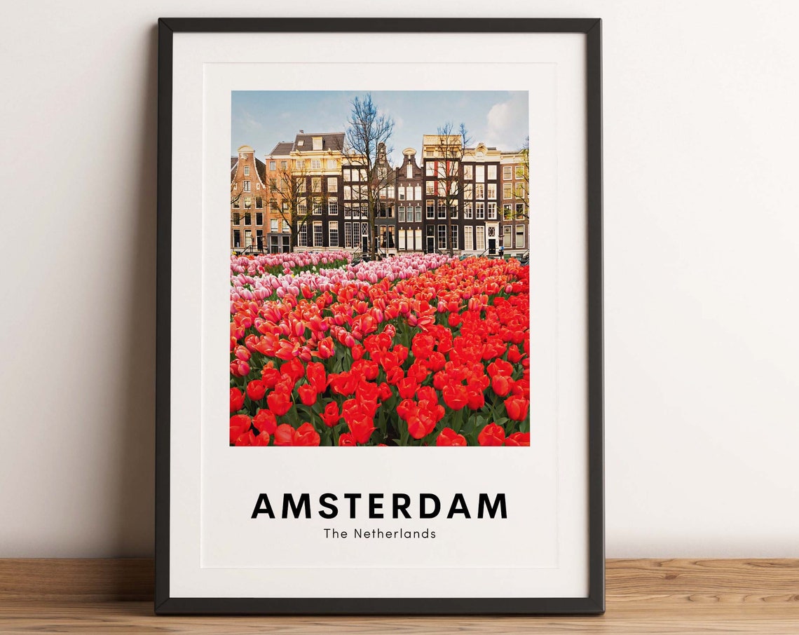 Amsterdam The Netherlands Tulip Field Canal Houses Scene Poster