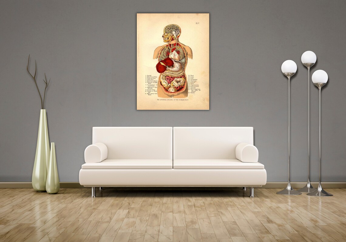 The Internal Organs Of The Human Body Vintage Anatomy Chart Illustration Poster - Image 3