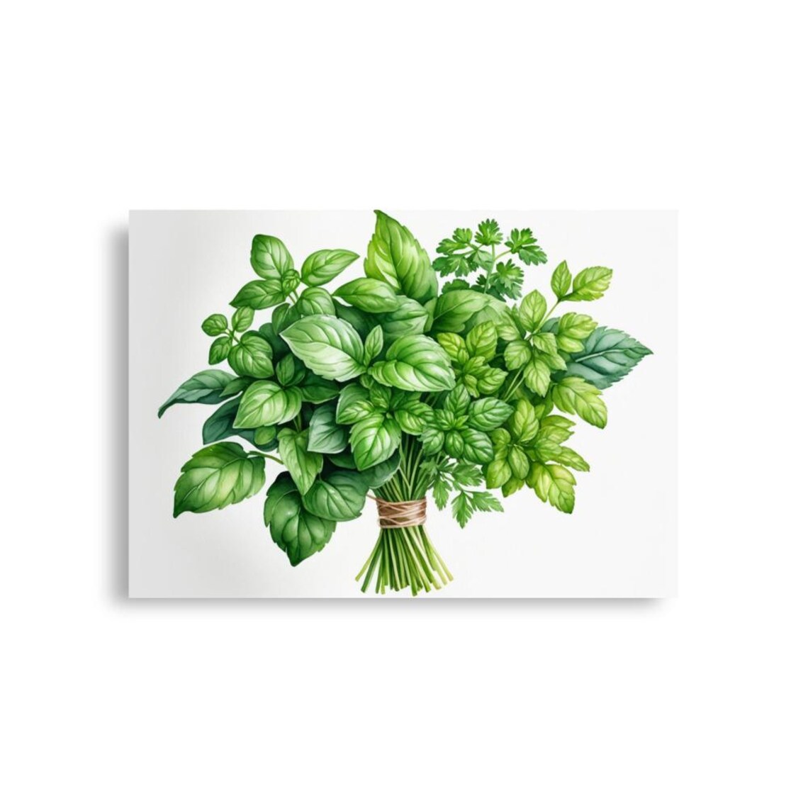 Parsley and Basil Watercolor Art Print, Botanical Herbs - Image 5