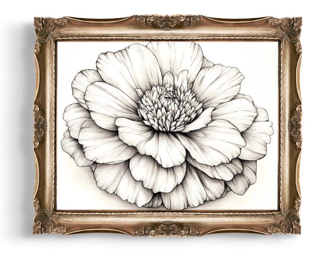 Monochrome Peony Flower Pencil Drawing Botanical Sketch Wall Art