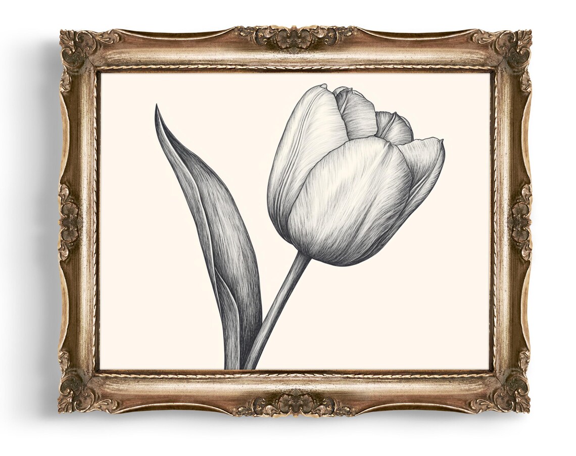 Monochrome Tulip Flower Pencil Sketch Vintage Botanical Wall Art
