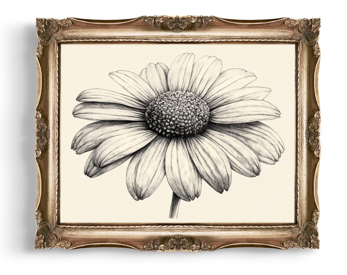 Monochrome Daisy Flower Pencil Sketch Vintage Botanical Wall Art