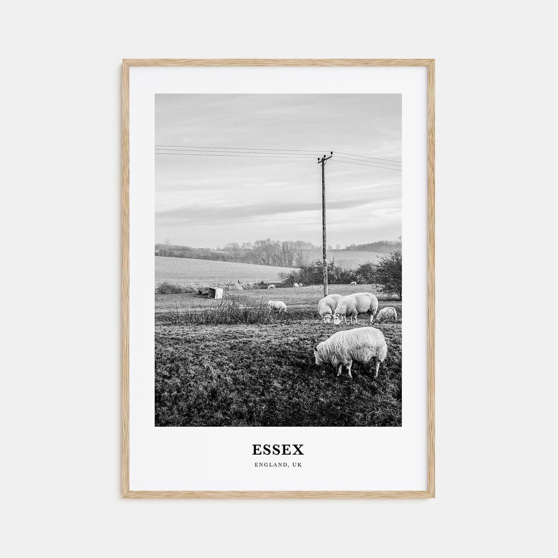 Essex England Sheep Pasture Fields Black and White Rural Travel Poster