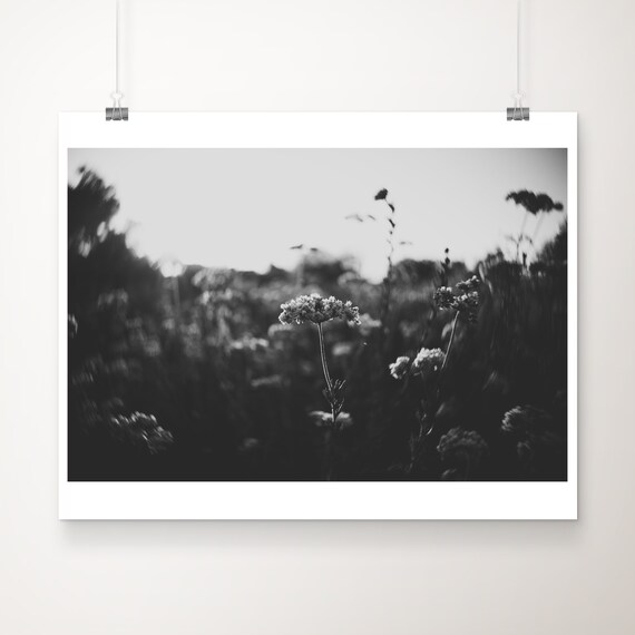Buckwheat Wildflowers Soft Focus Black White Minimalist Poster