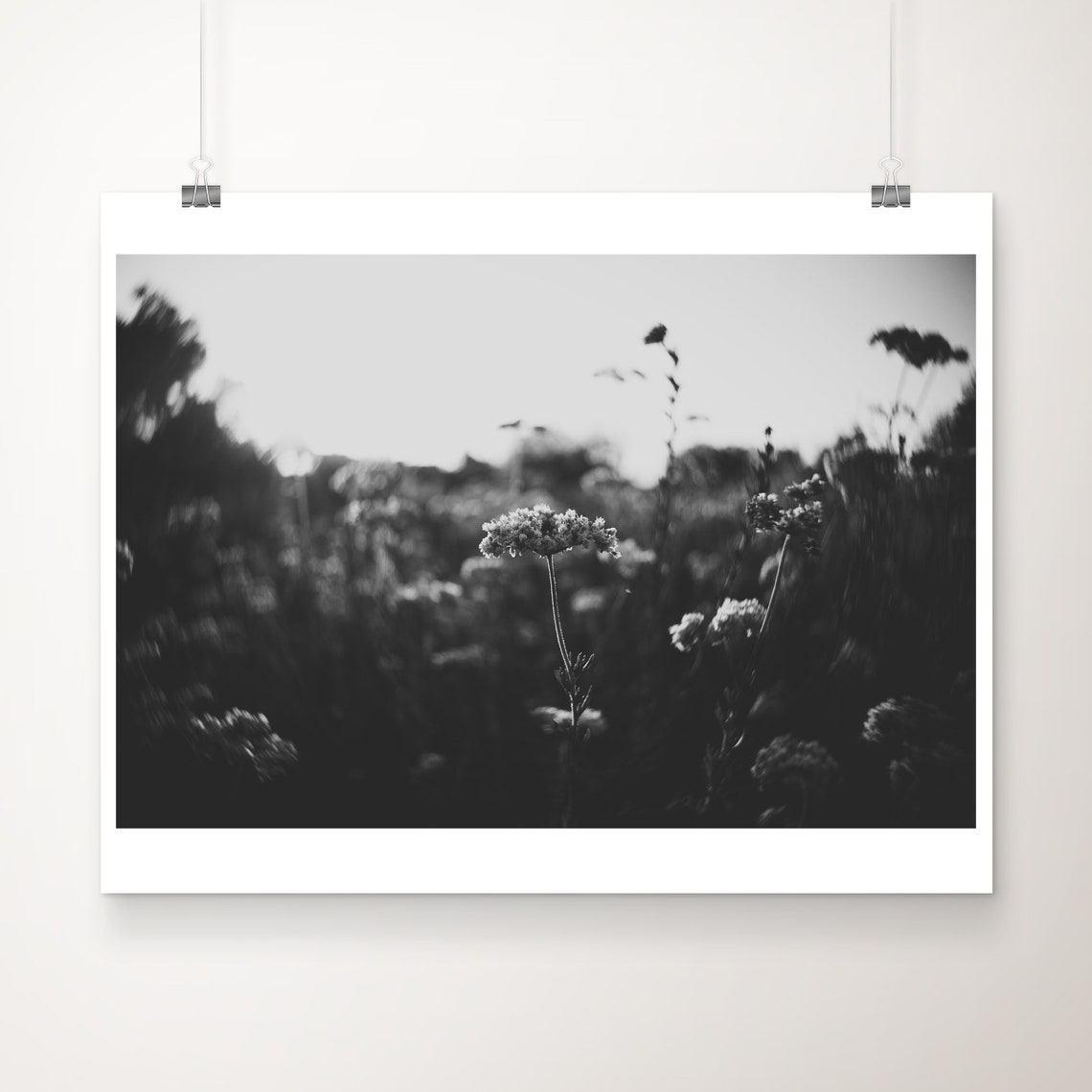 Buckwheat Wildflowers Soft Focus Black White Minimalist Poster