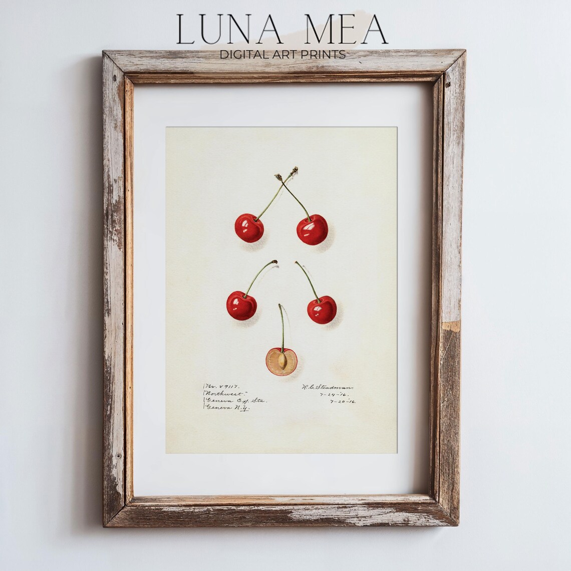 Vintage Cherry Antique Botanical Illustration, Kitchen