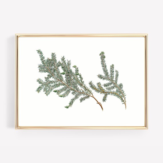 Pine Branch Botanical Winter Greenery Rustic Farmhouse Wall Art