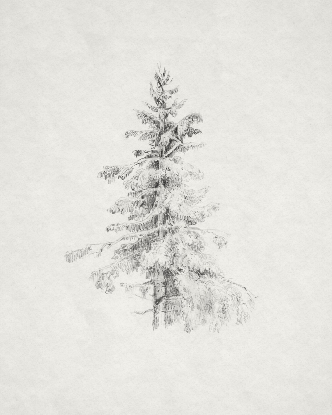 Vintage Evergreen Tree Sketch, Neutral Art Print - Image 3