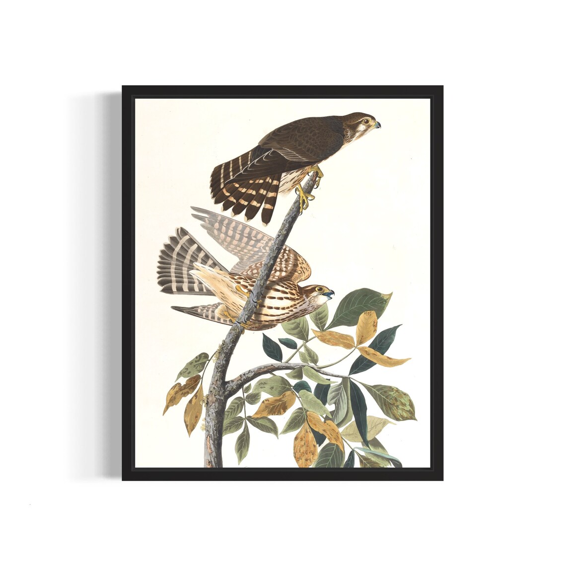 Pair of Merlins Pigeon Hawks on Leafy Branch Vintage Art Print