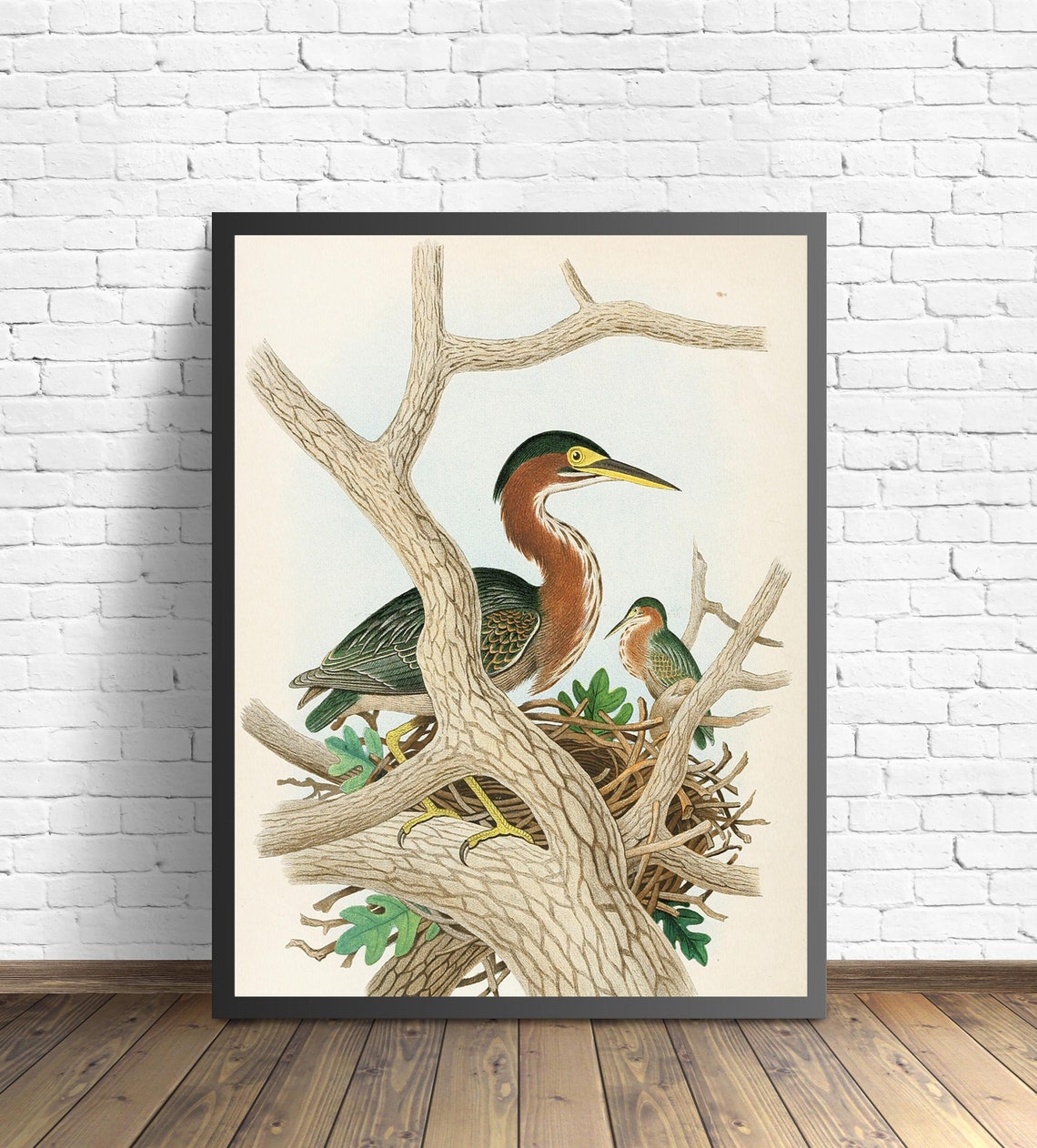 Green Heron Pair Nesting in the Branches Vintage Bird Art Poster - Image 2