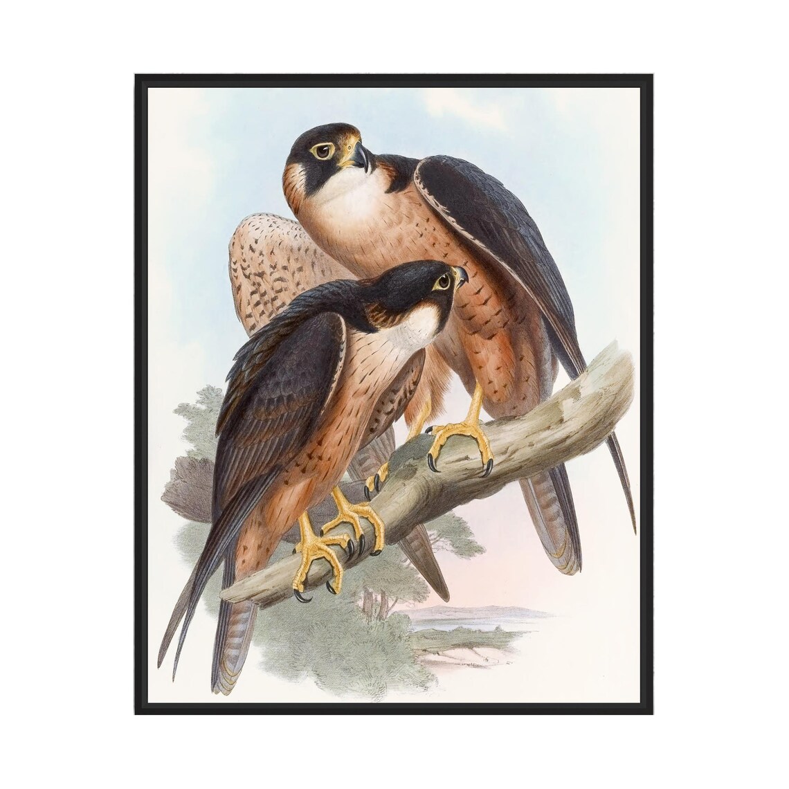 Shaheen Falcon Pair on a Branch by John Gould Vintage Bird Poster