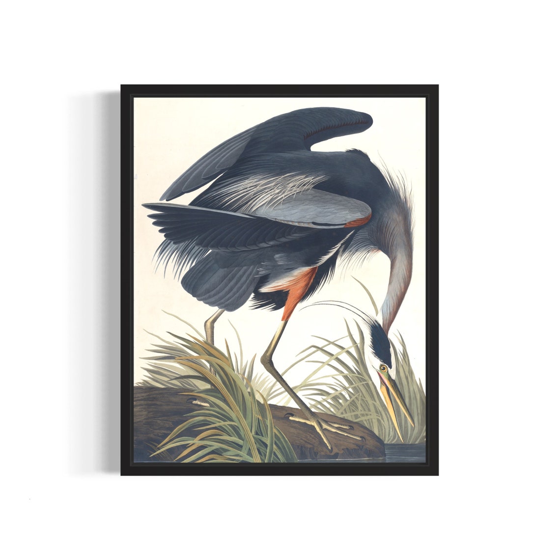 Great Blue Heron Hunting Water Vintage Audubon Style Bird Print