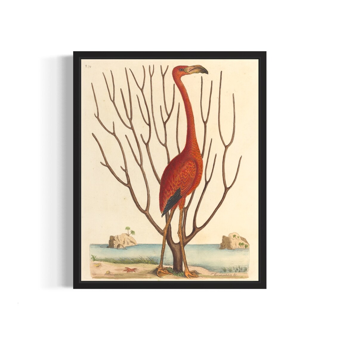 Vintage Flamingo Natural History Illustration Classic Bird Print