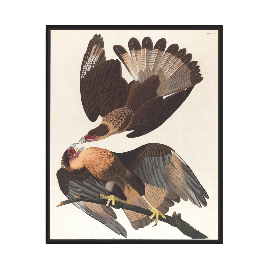Brazilian Caracara Eagles by John James Audubon Vintage Bird Poster