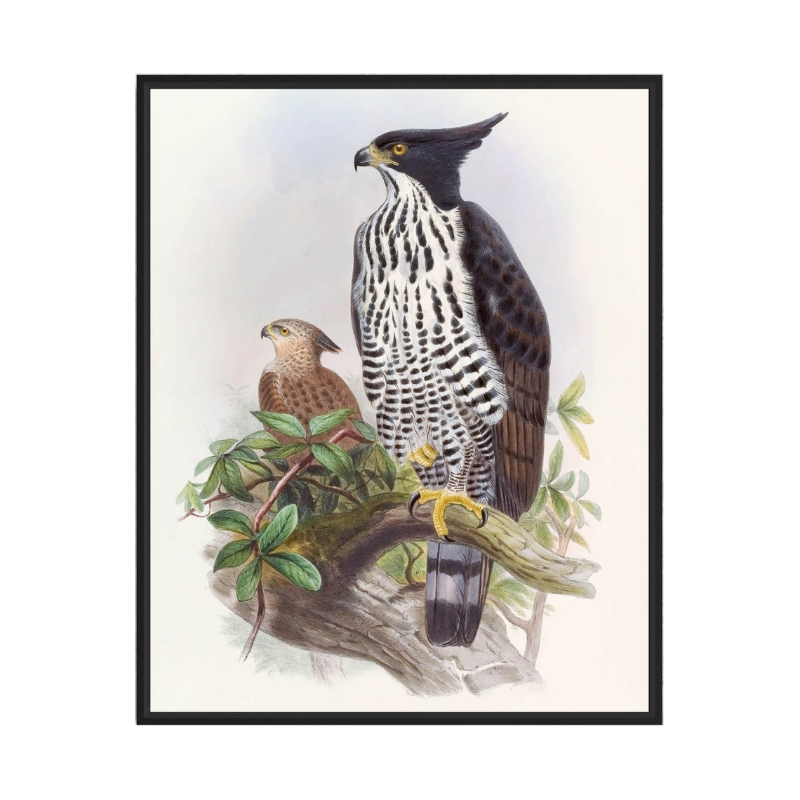 Black-and-White Crested Eagle Pair by John Gould Bird Poster