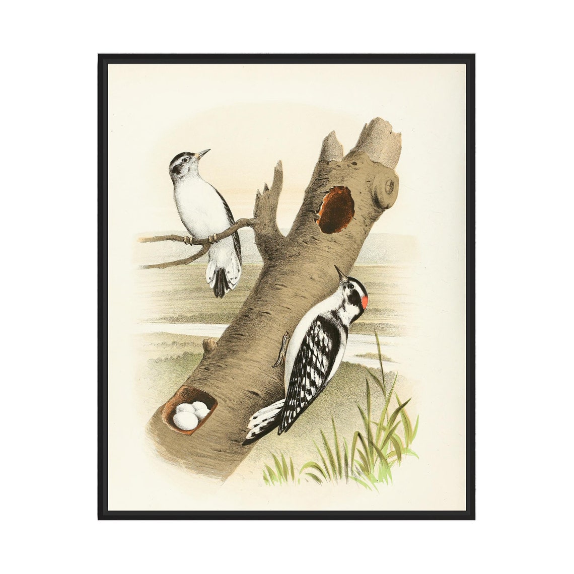 Downy Woodpecker Pair at the Tree Cavity Vintage Bird Art Poster
