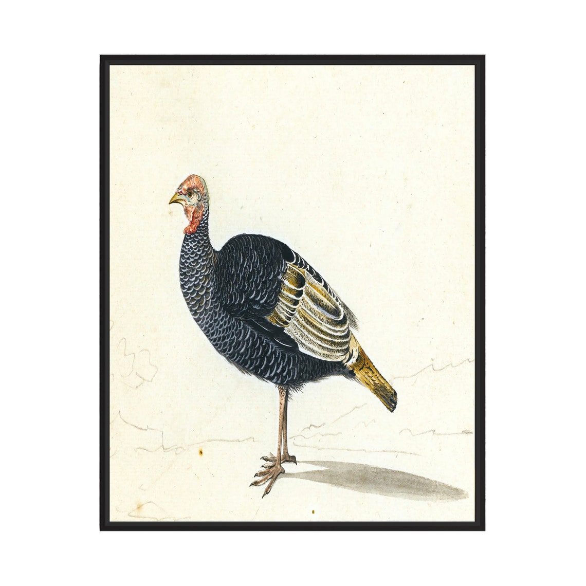 Wild Turkey Hen Antique Style Vintage Naturalist Bird Wall Art