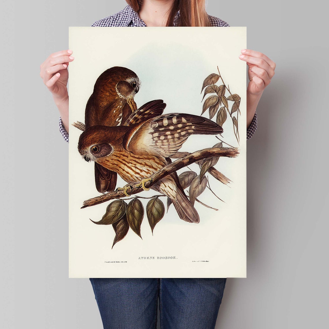John Gould Southern Boobook Owls Perched On Branch Australia Poster - Image 4