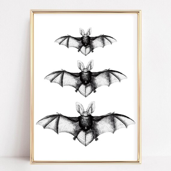 Three Bats Vintage Naturalist Illustration Halloween Spooky Poster