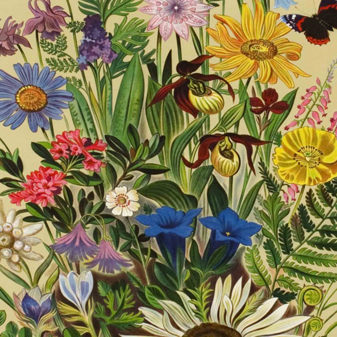 Silvaplana Engadin Alpine Wildflowers Vintage Swiss Floral Print - Image 2