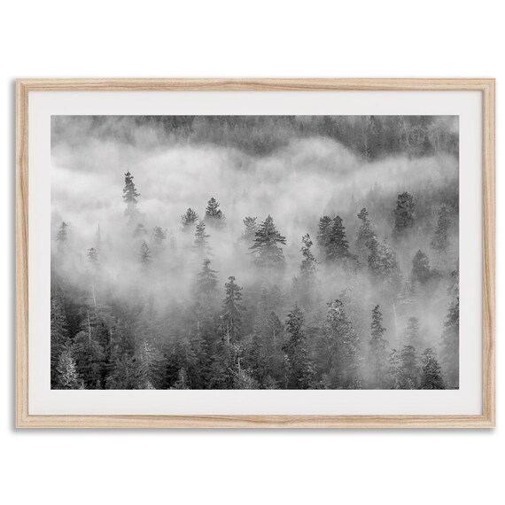 Misty Forest Fine Art Photography Print Black And White Foggy Pine Trees Wall Art Large Framed Or Unframed Nature Poster For Home Decor