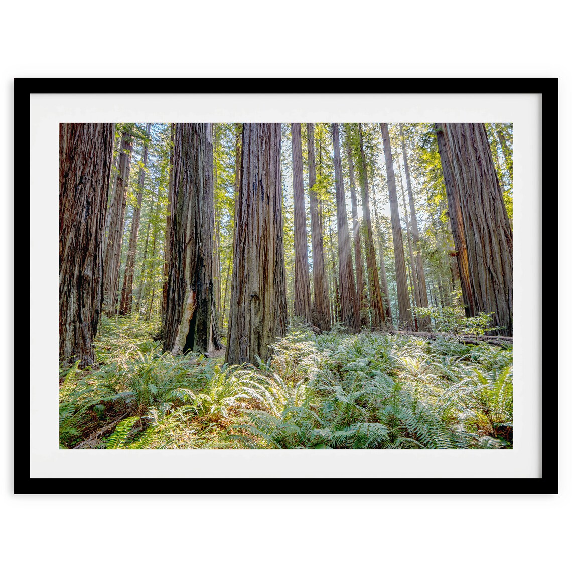 California Forest Photography Art Print, Trees and Woods