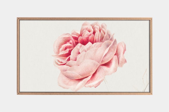 Vintage Rose Paintings of the Netherlands, Art Print