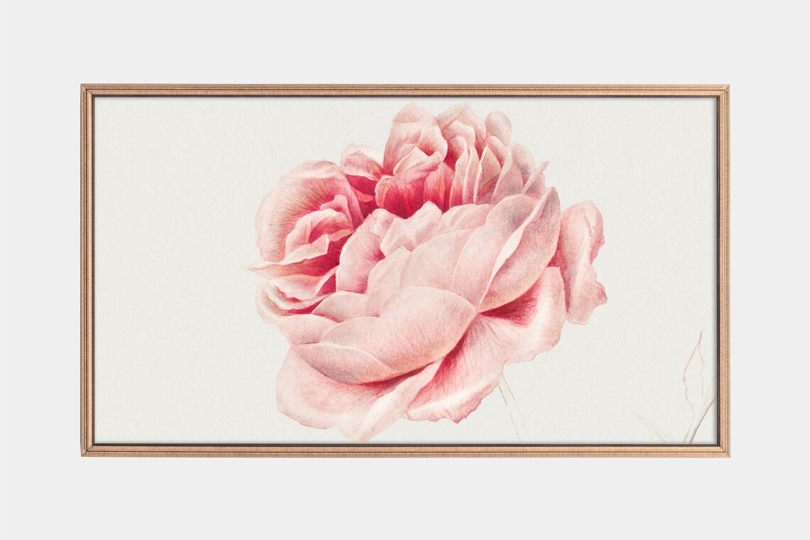 Vintage Rose Paintings of the Netherlands, Art Print