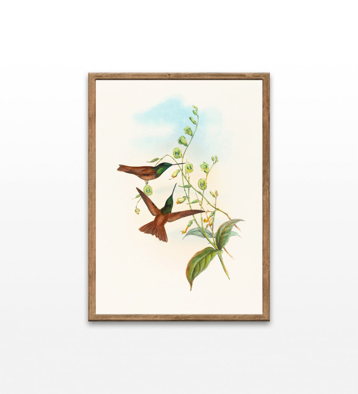Antique Hummingbird Pair Lithograph Vintage Botanical Bird Print