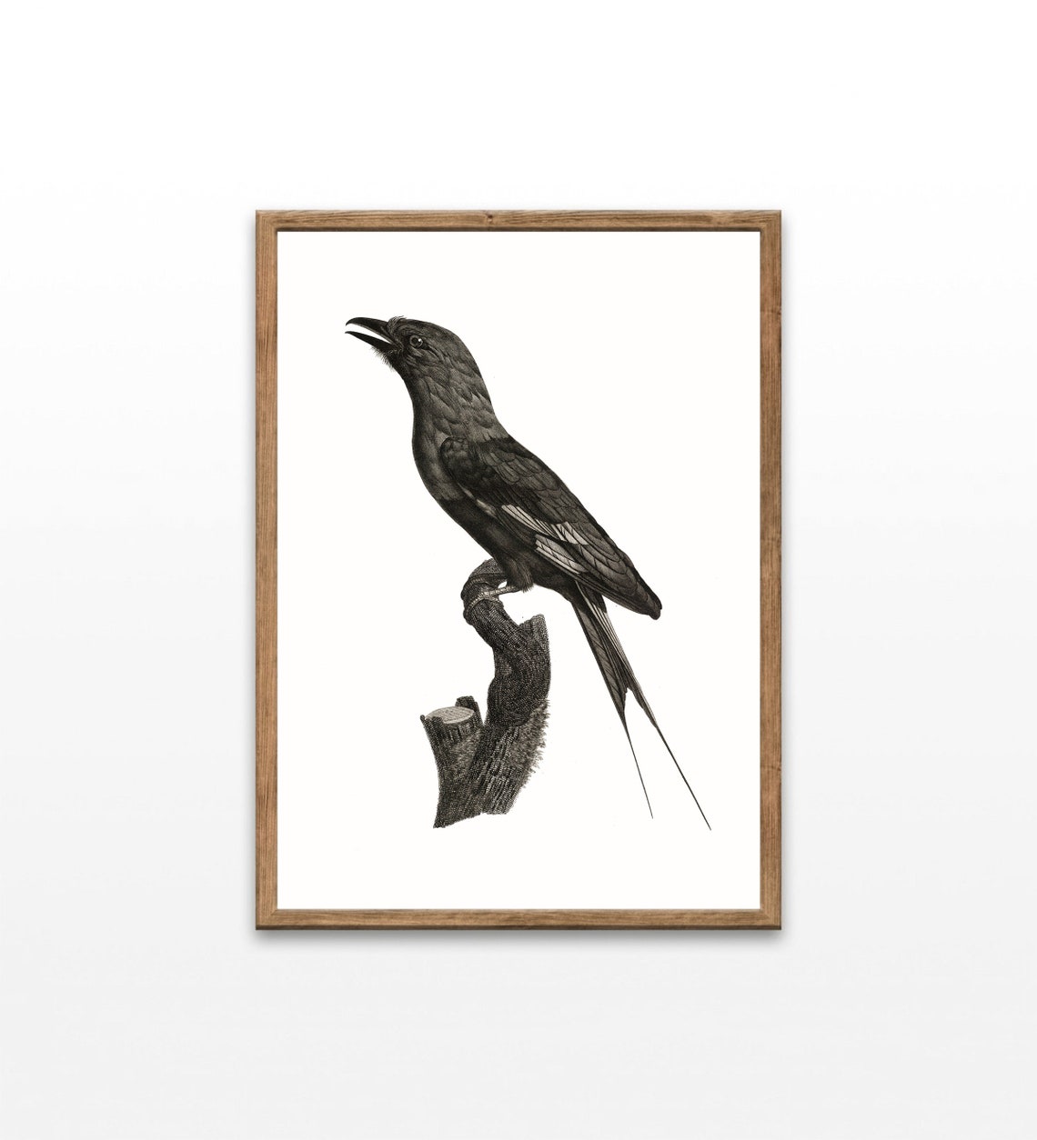 Antique Engraving Dark Long Tailed Bird Branch Classic Wall Art Poster