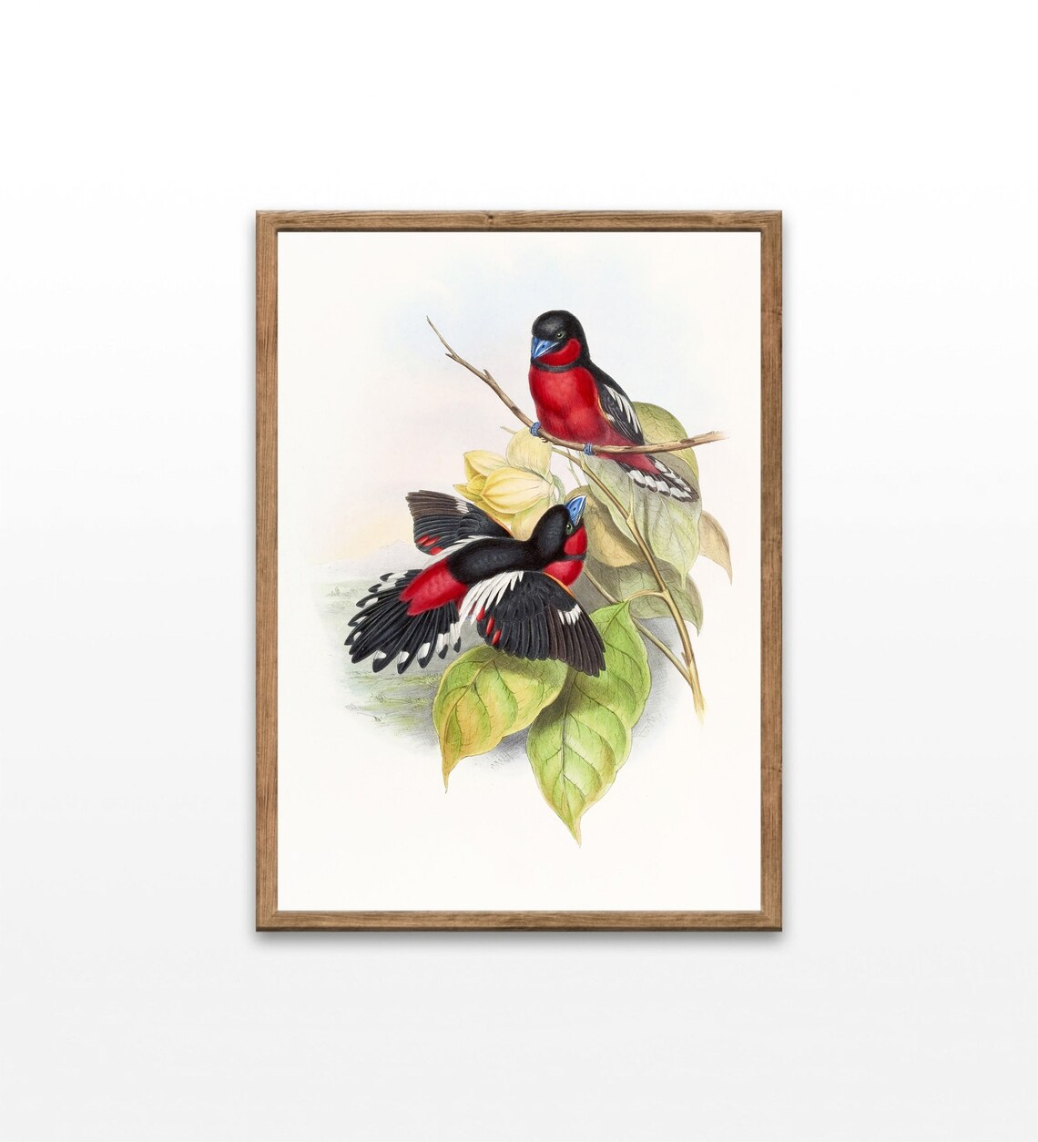 Crimson Black Songbird Pair Vintage Bird Illustration Wall Art