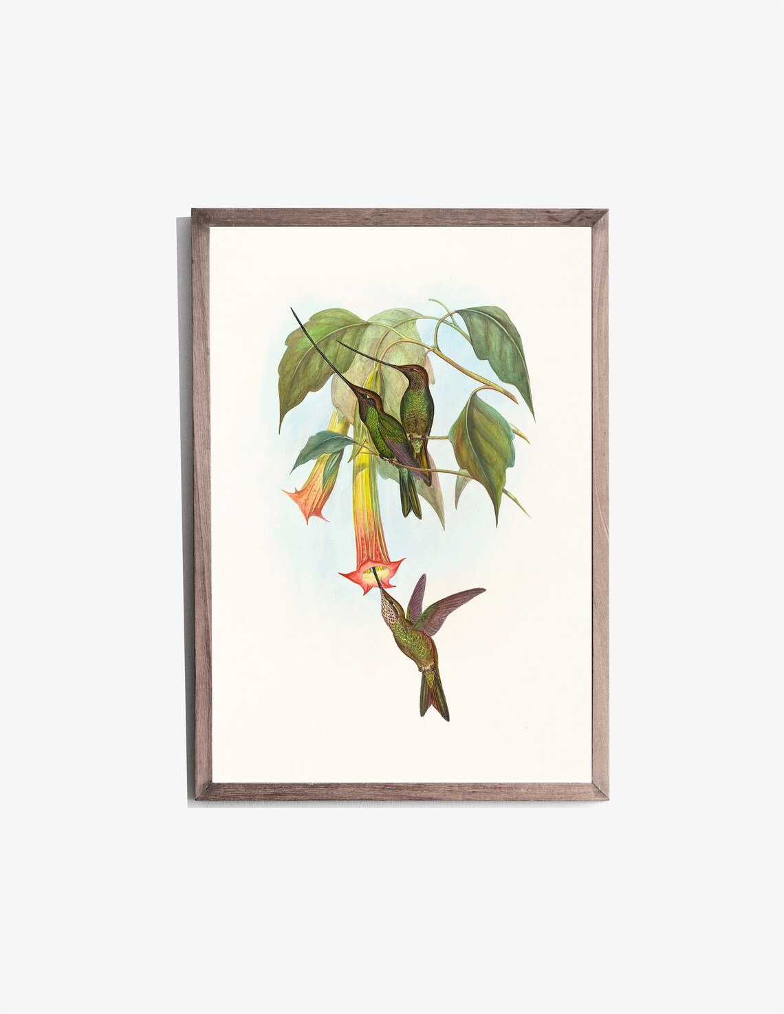 Sword Billed Hummingbird Vintage Bird Drawing Art Print - Image 2