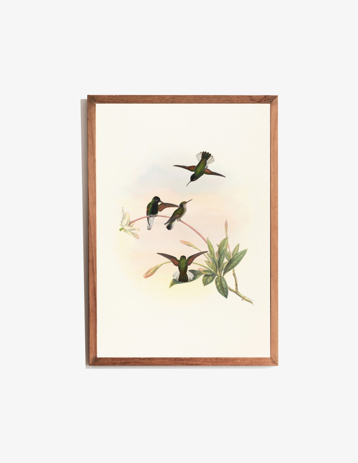 Vintage Hummingbird Lithograph Antique Bird Illustration Print - Image 3
