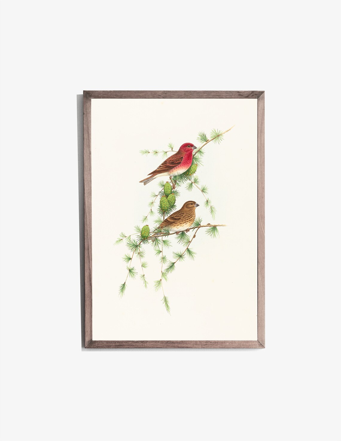 Rosefinch Pair Pine Branches Red Male Vintage Bird Illustration Poster - Image 2