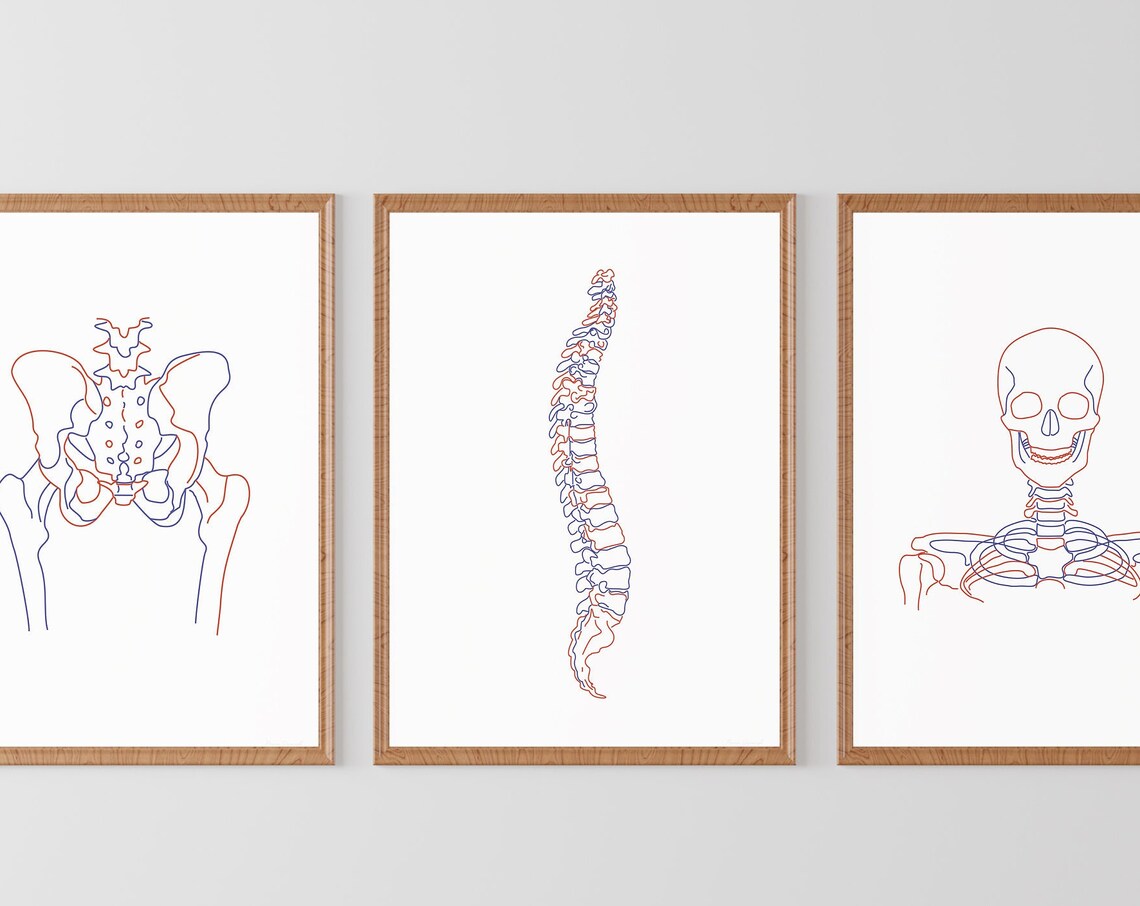 Anatomical Skeleton One Line Art Set Pelvis Spine Skull Medical Poster - Image 3