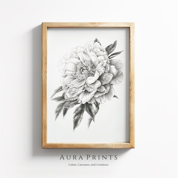 Black White Peony Flower Pencil Sketch Botanical Drawing Art Poster